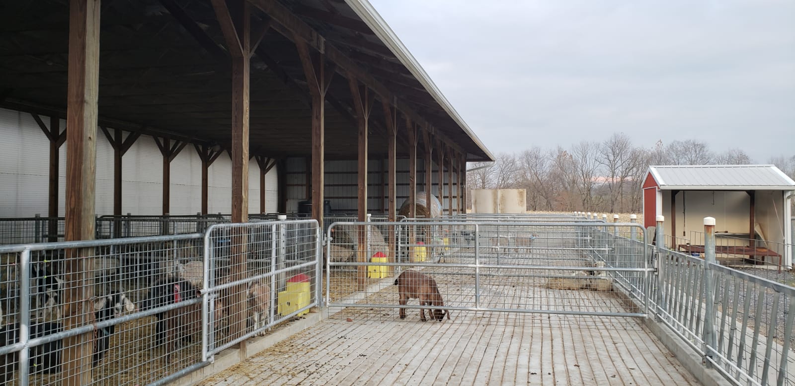 halal animals in the barn's fences